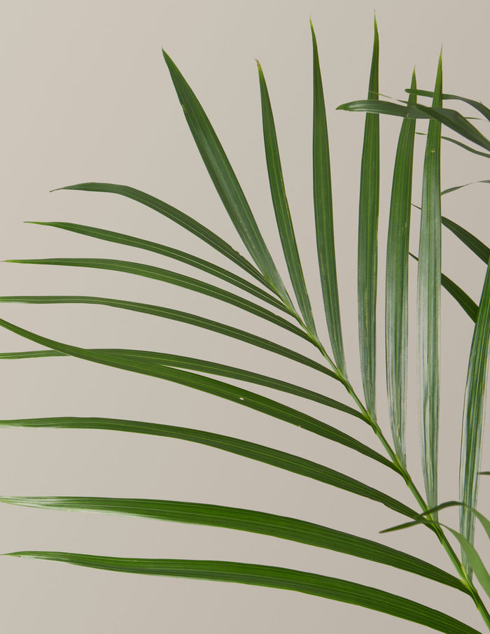 Large Cat Palm