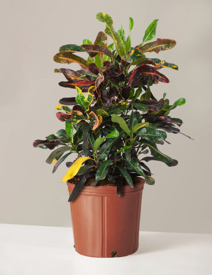 bundle | Large | Grow Pot
