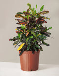 bundle | Large | Grow Pot