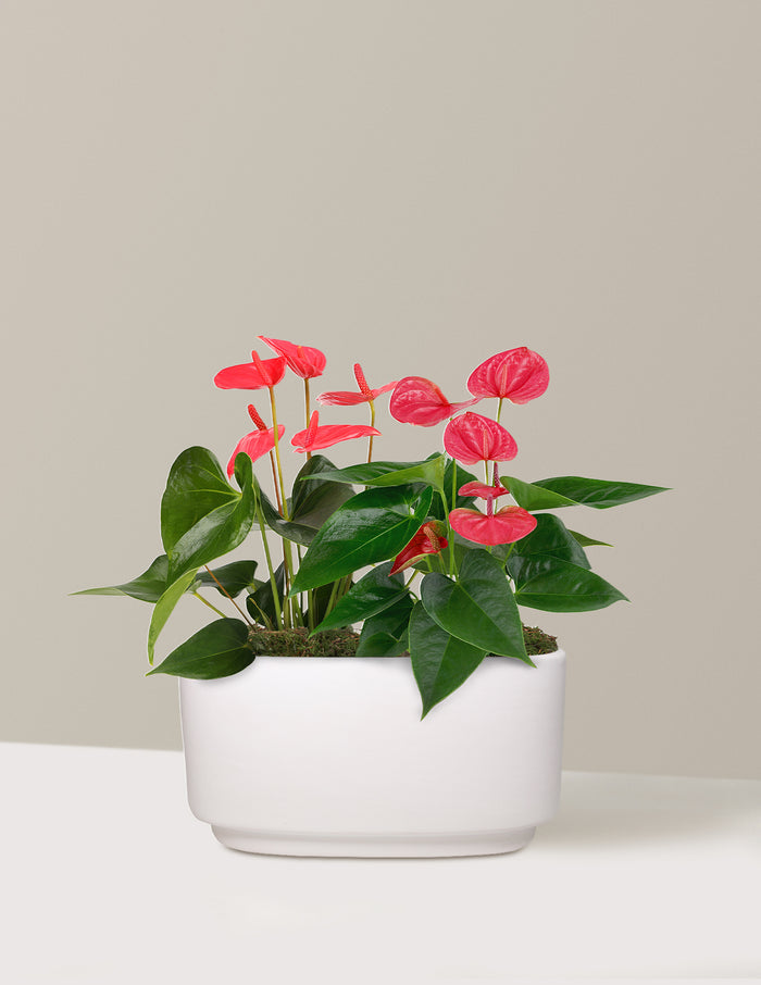 Large Double Anthurium