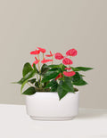 Large Double Anthurium