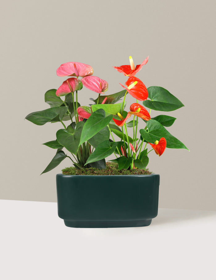 Large Double Bi-Color Anthurium