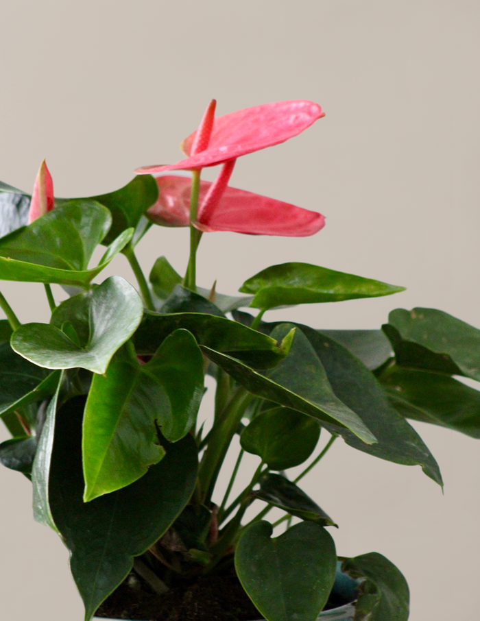 Large Double Bi-Color Anthurium