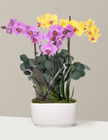 Large Double Bi-Color Orchid