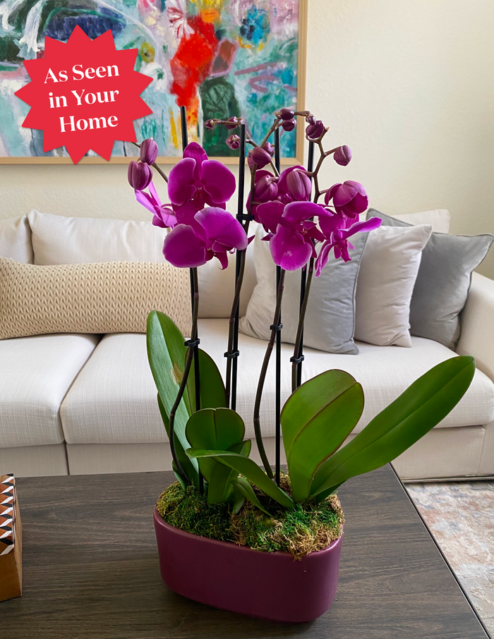 Large Double Orchid