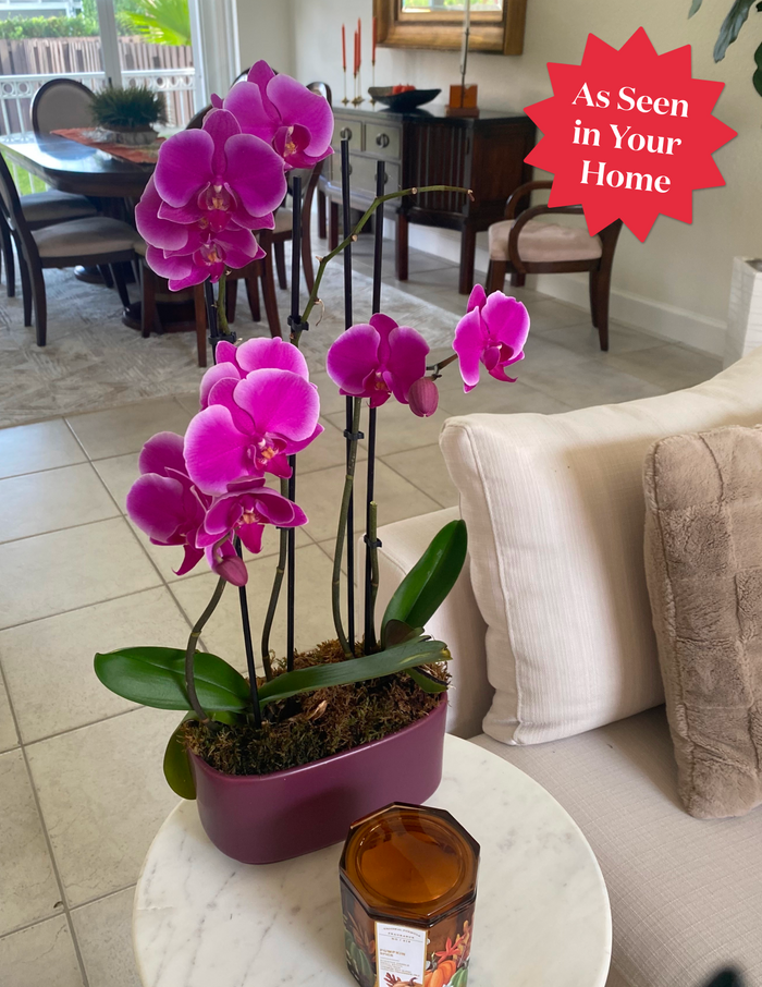 Large Double Orchid