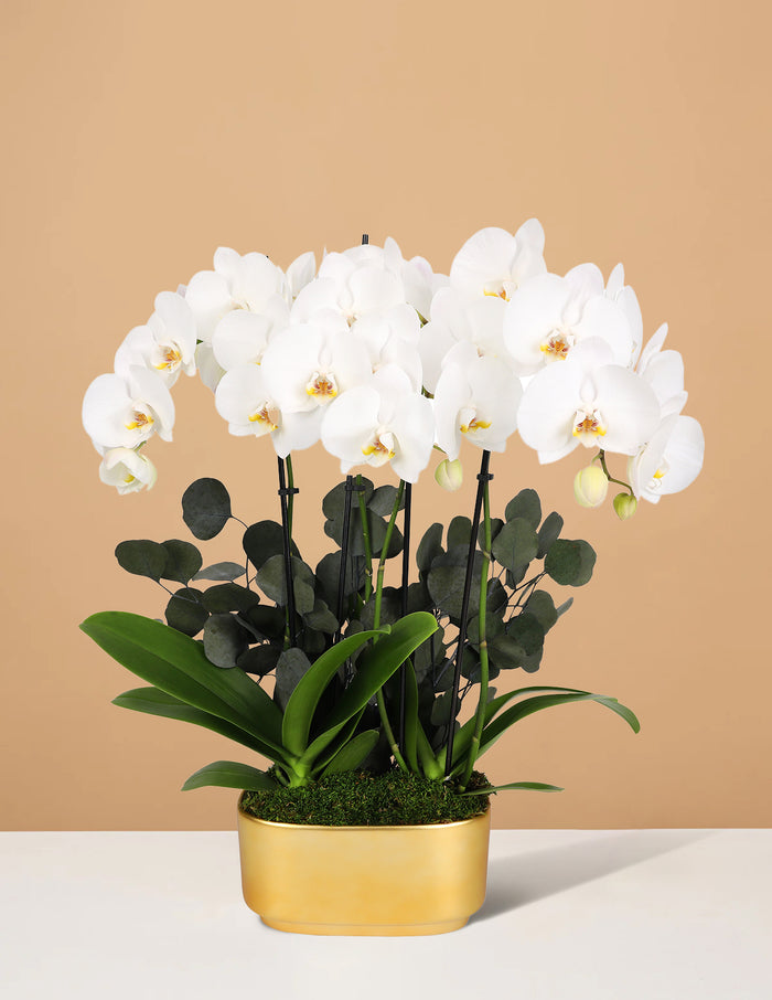 White / Green Eucalyptus / Gold
