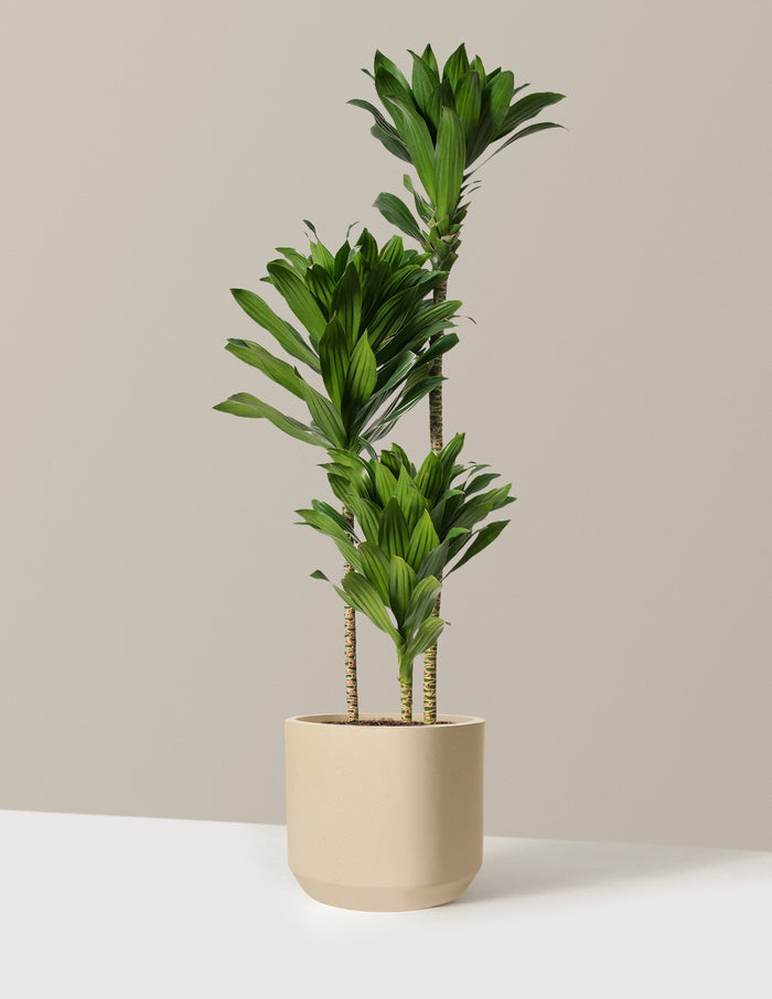 Large Dracaena Compacta Cane