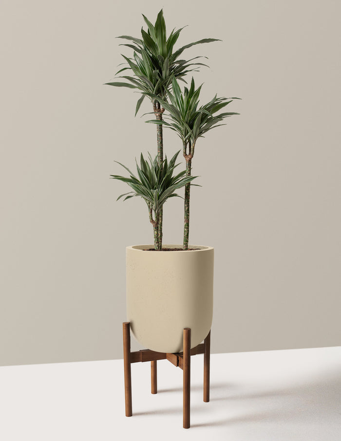 Large (30"-40" tall) / Pallas with Light Bamboo Stand (12" wide) / Sand