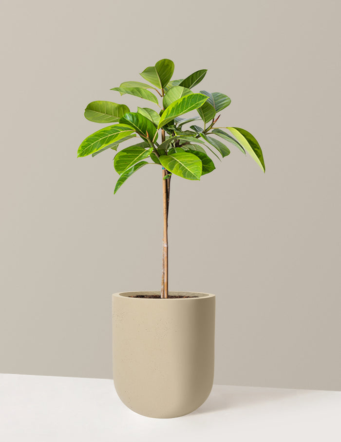 Large (3' to 4' tall) / Pallas (12" wide) / Sand