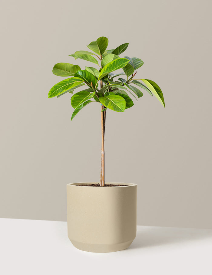 Large (3' to 4' tall) / Mexia (13" wide) / Sand