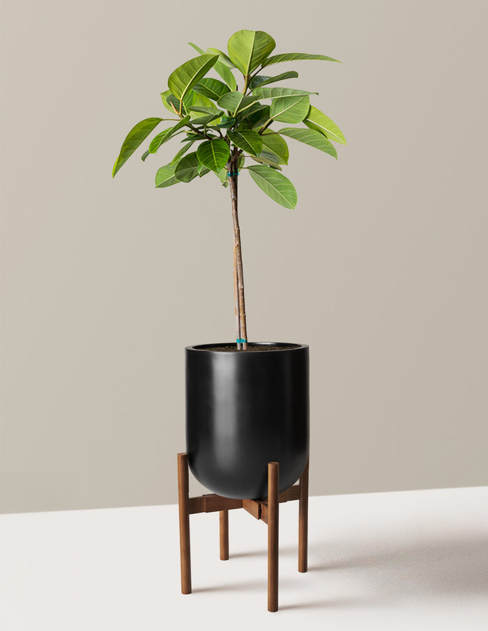 Large (3' to 4' tall) / Pallas with Dark Bamboo Stand (12" wide) / Black