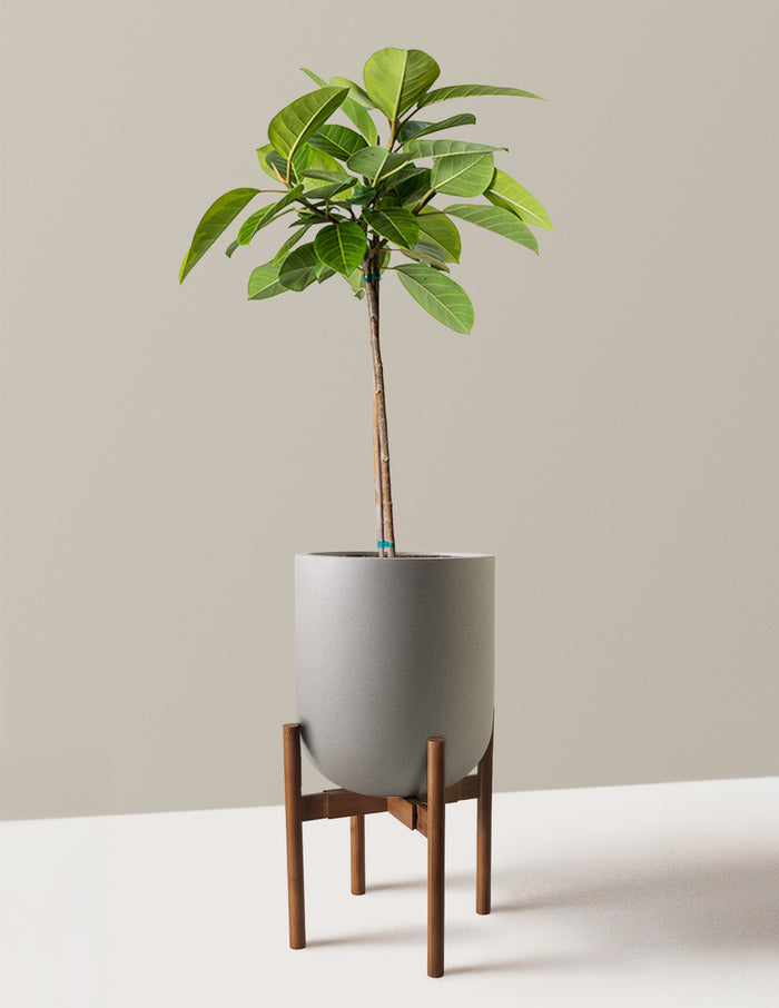 Large (3' to 4' tall) / Pallas with Dark Bamboo Stand (12" wide) / Cement Grey