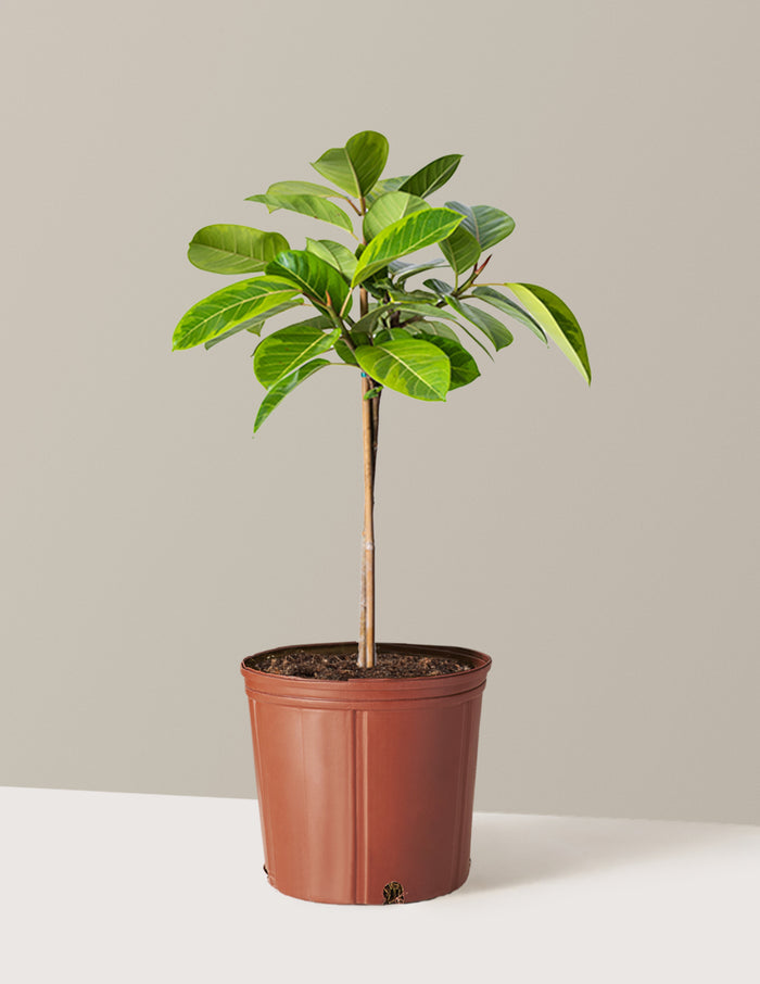 Large (3' to 4' tall) / Grow Pot (9.25" wide) / Plastic