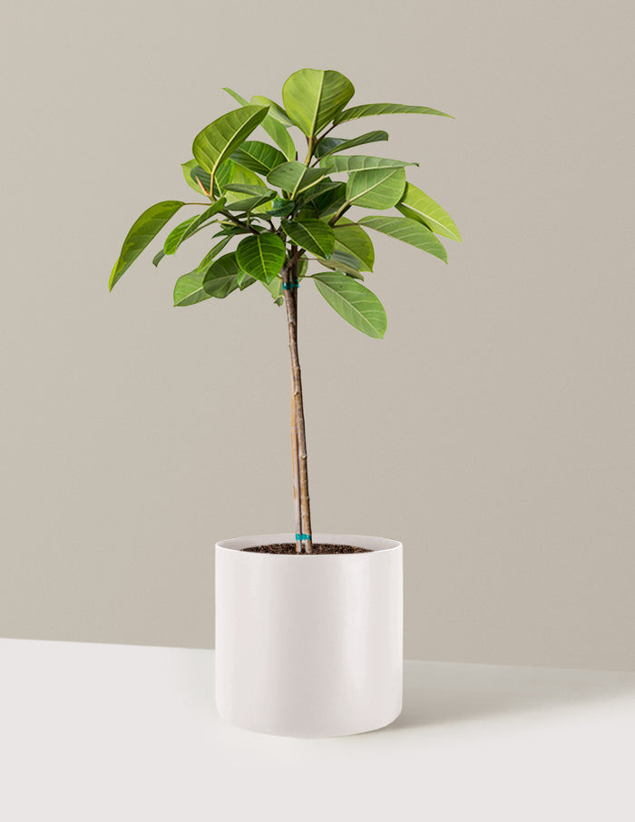 Large (3' to 4' tall) / Agnes (9.75" wide) / Cream