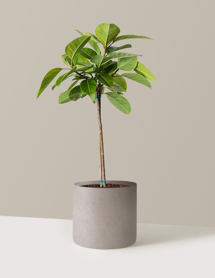 Large (3' to 4' tall) / Agnes (9.75" wide) / Cement Grey