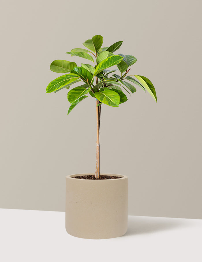 Large (3' to 4' tall) / Agnes (9.75" wide) / Sand