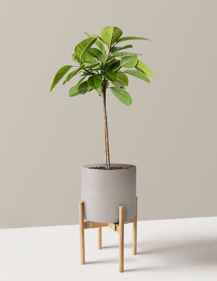 Large (3' to 4' tall) / Agnes with Light Bamboo Stand (9.75" wide) / Cement Grey