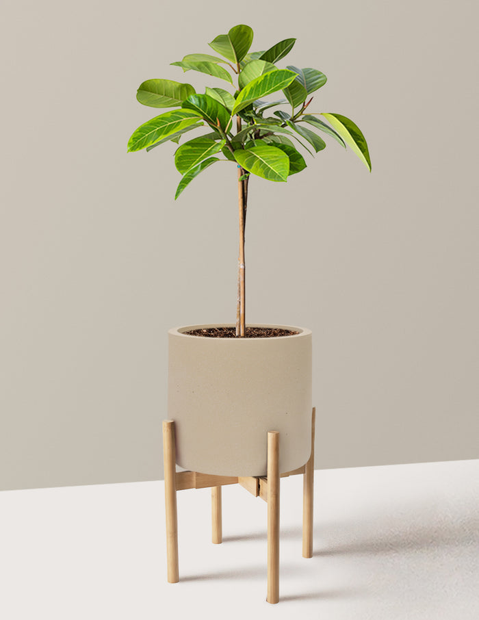 Large (3' to 4' tall) / Agnes with Light Bamboo Stand (9.75" wide) / Sand