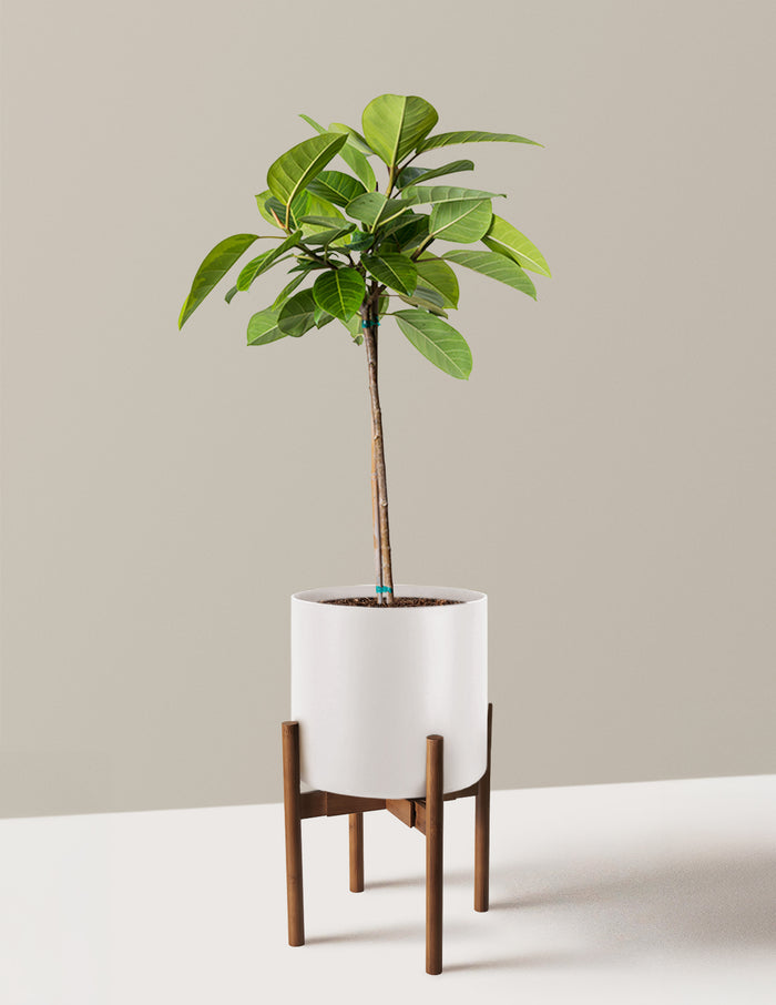 Large (3' to 4' tall) / Agnes with Dark Bamboo Stand (9.75" wide) / Cream