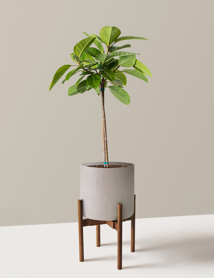 Large (3' to 4' tall) / Agnes with Dark Bamboo Stand (9.75" wide) / Cement Grey