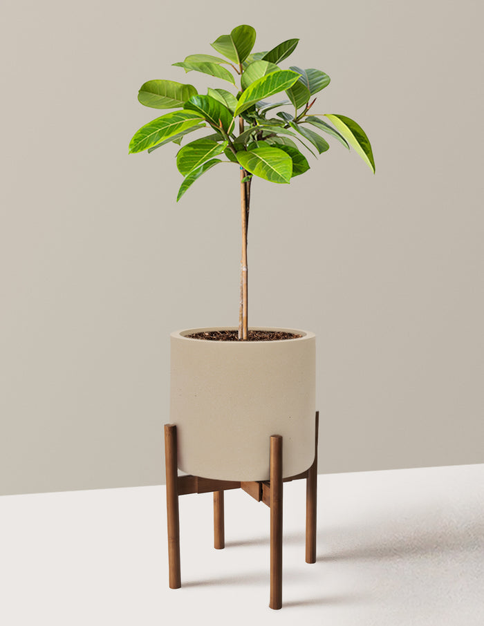 Large (3' to 4' tall) / Agnes with Dark Bamboo Stand (9.75" wide) / Sand