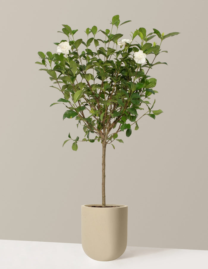 Large Gardenia Tree