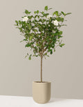 Large Gardenia Tree