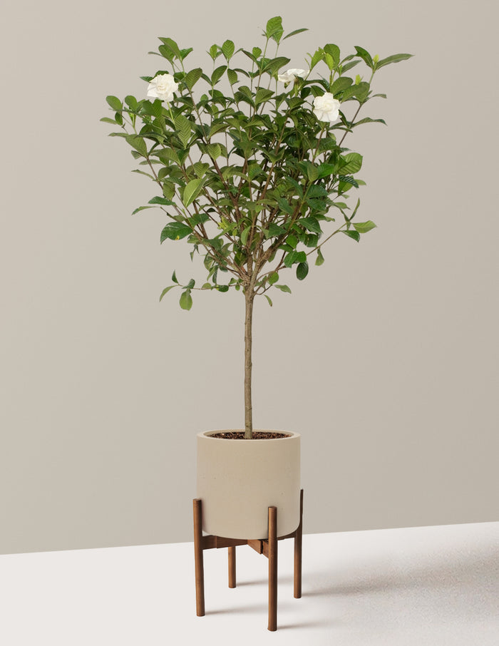 Large (3-4' tall) / Agnes with Dark Bamboo Stand (10" wide) / Sand