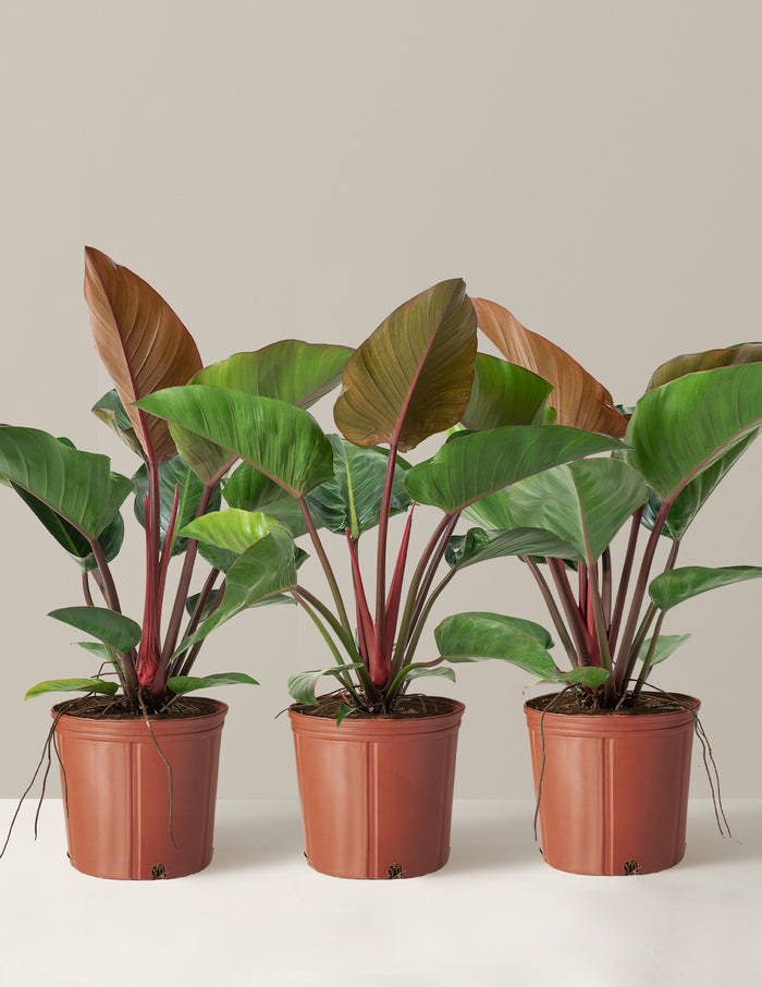 Large Philodendron Rojo Congo