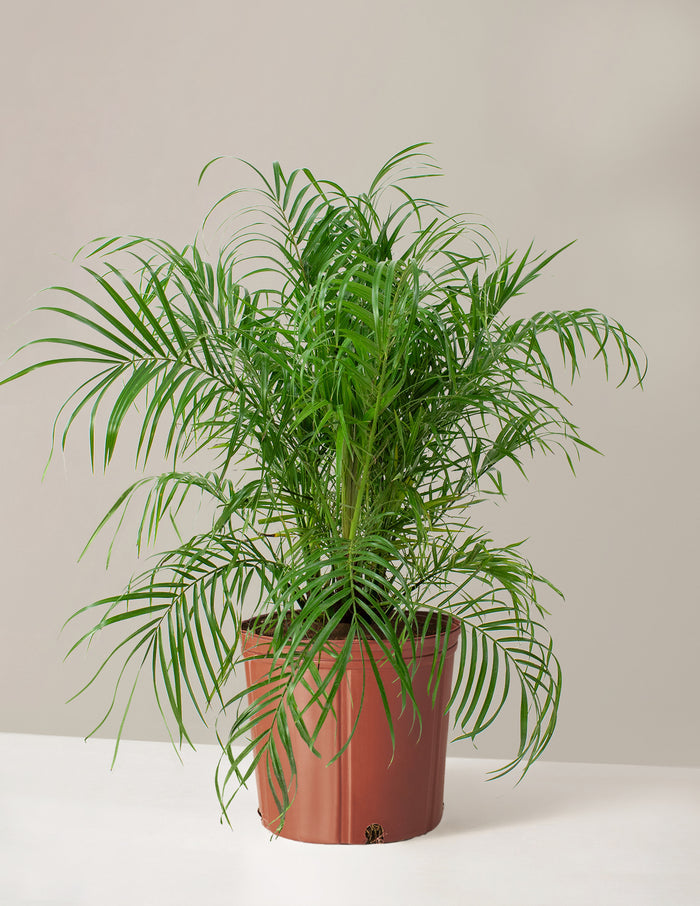 bundle | Large | Grow Pot