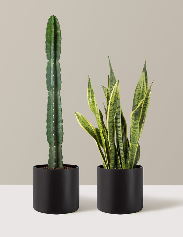 Large Set & Forget Duo