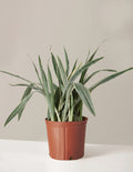 bundle | Large | Grow Pot