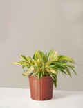 bundle | Large | Grow Pot