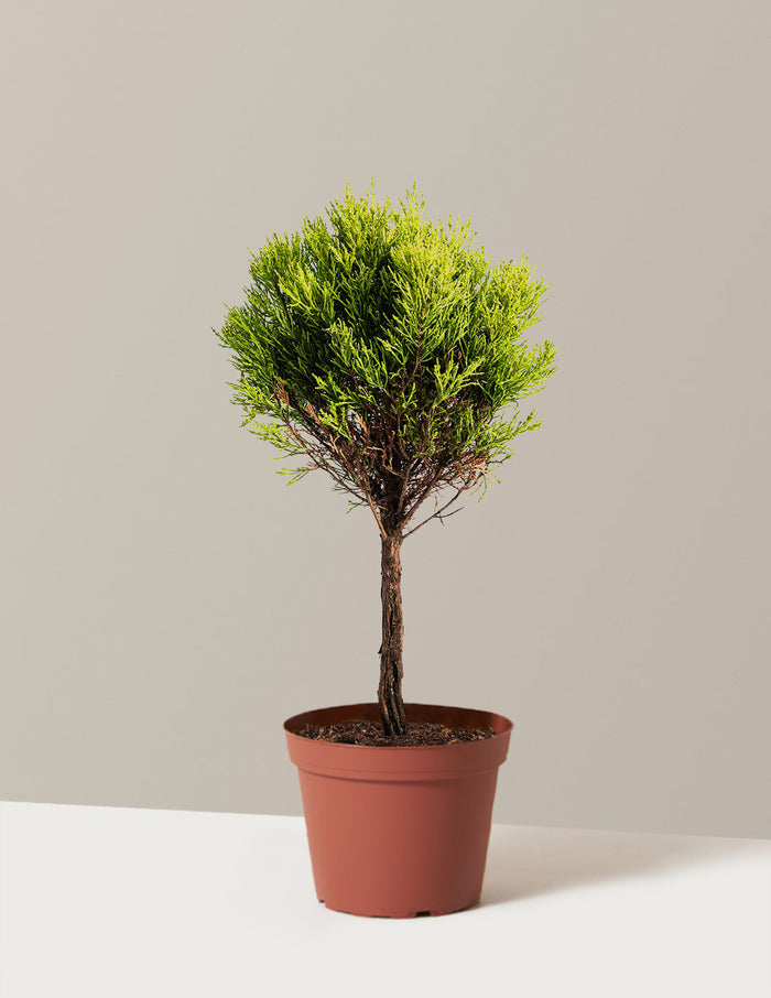 Lemon Cypress Tree Form Topiary
