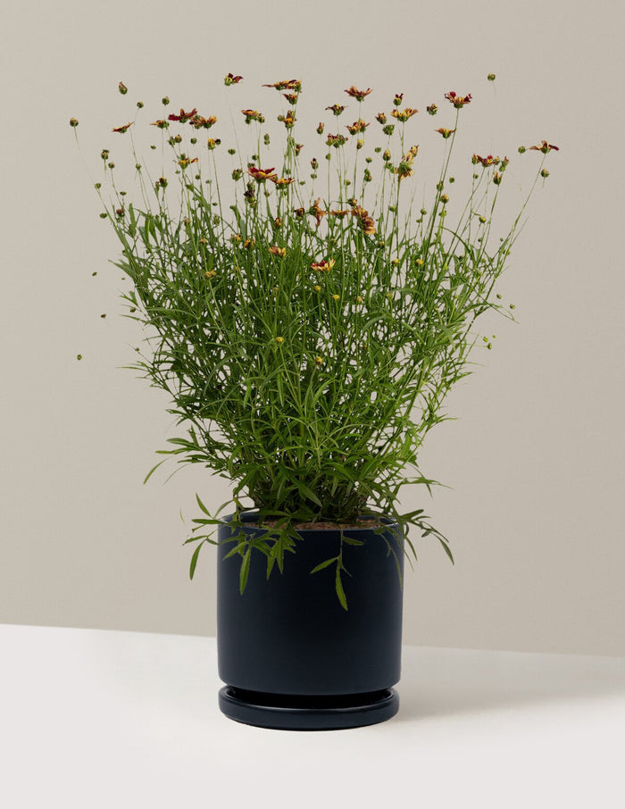 1 Gallon - Single / Isabella (8.25" wide) / Black