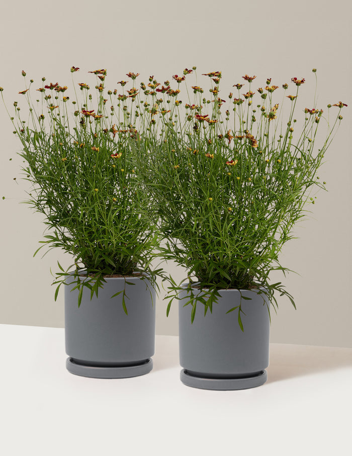 1 Gallon - 2-Pack / Isabella (8.25" wide) / Granite
