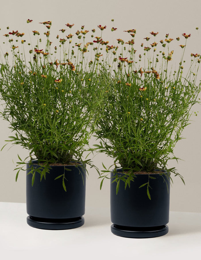 1 Gallon - 2-Pack / Isabella (8.25" wide) / Black