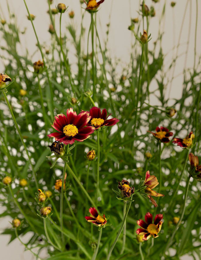 Li'l Bang™ Red Elf Coreopsis