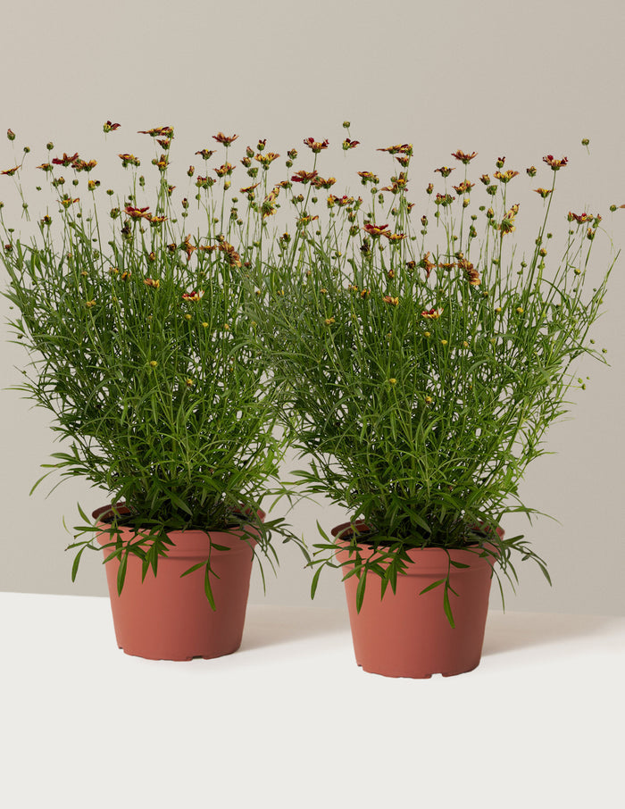 bundle | 1 Gallon - 2-Pack | Grow Pot