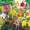 Lily Mix