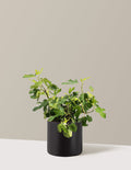 bundle | 3 Gallon | Agnes | Black