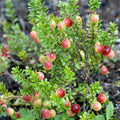 Lo-Hugger™ Cranberry