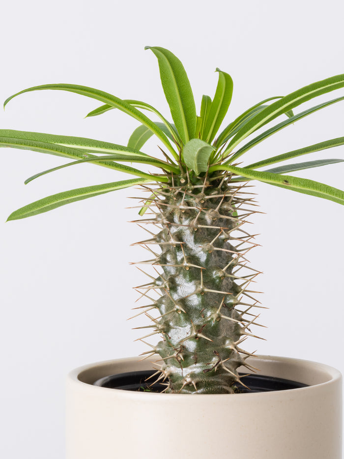 Madagascar Palm