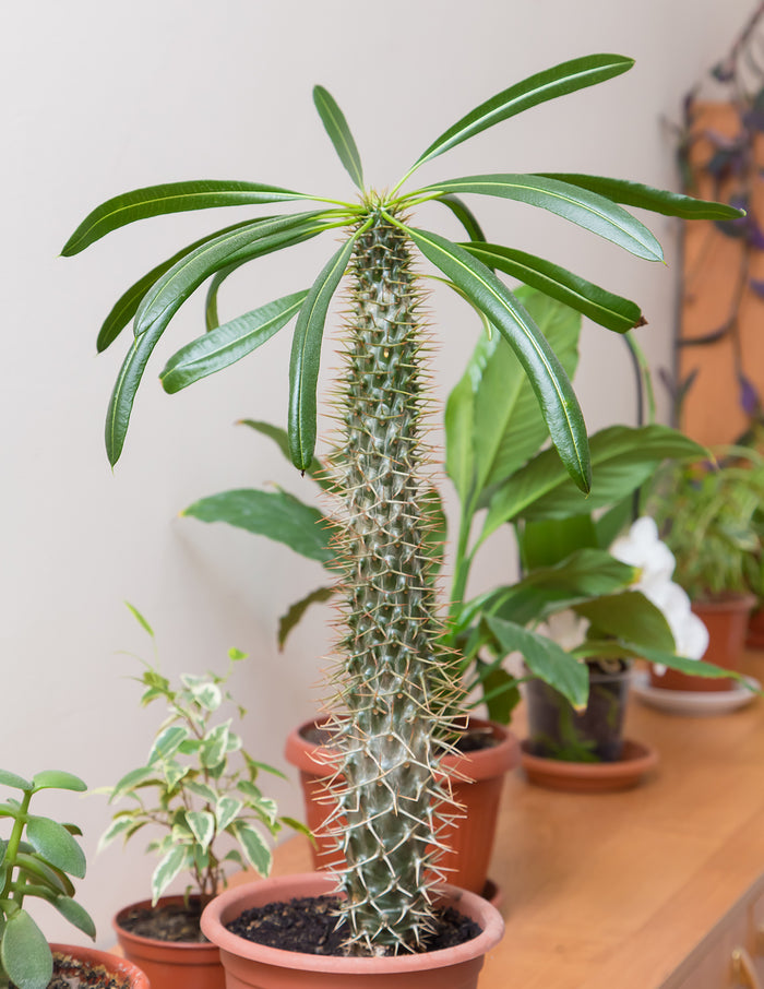 Madagascar Palm