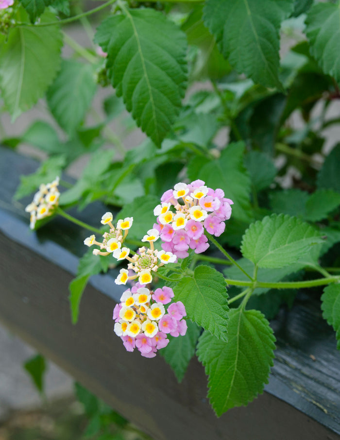 Mary Ann Lantana
