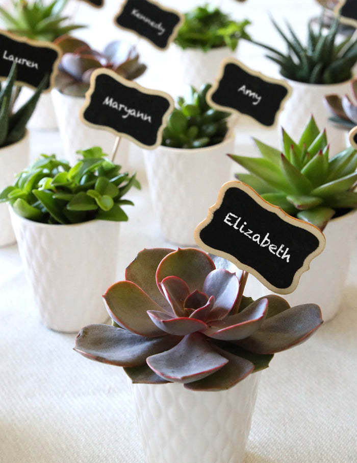 Mega Mini Succulent Party Pack, 20