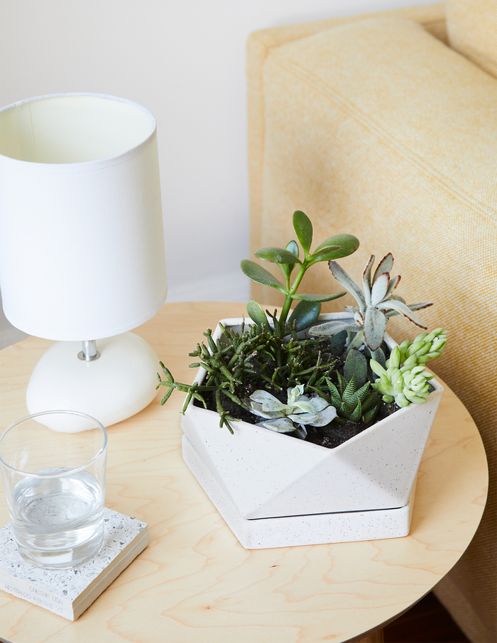 Mega Mini Succulent Party Pack, 20
