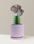 bundle | Purple | Isabella | Lavender