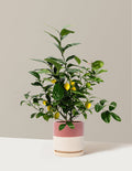 Bush - 1 Gallon / Isabella (8.5" wide) / Top Half Dusty Rose